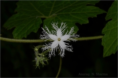Trichosanthes tricuspidata
